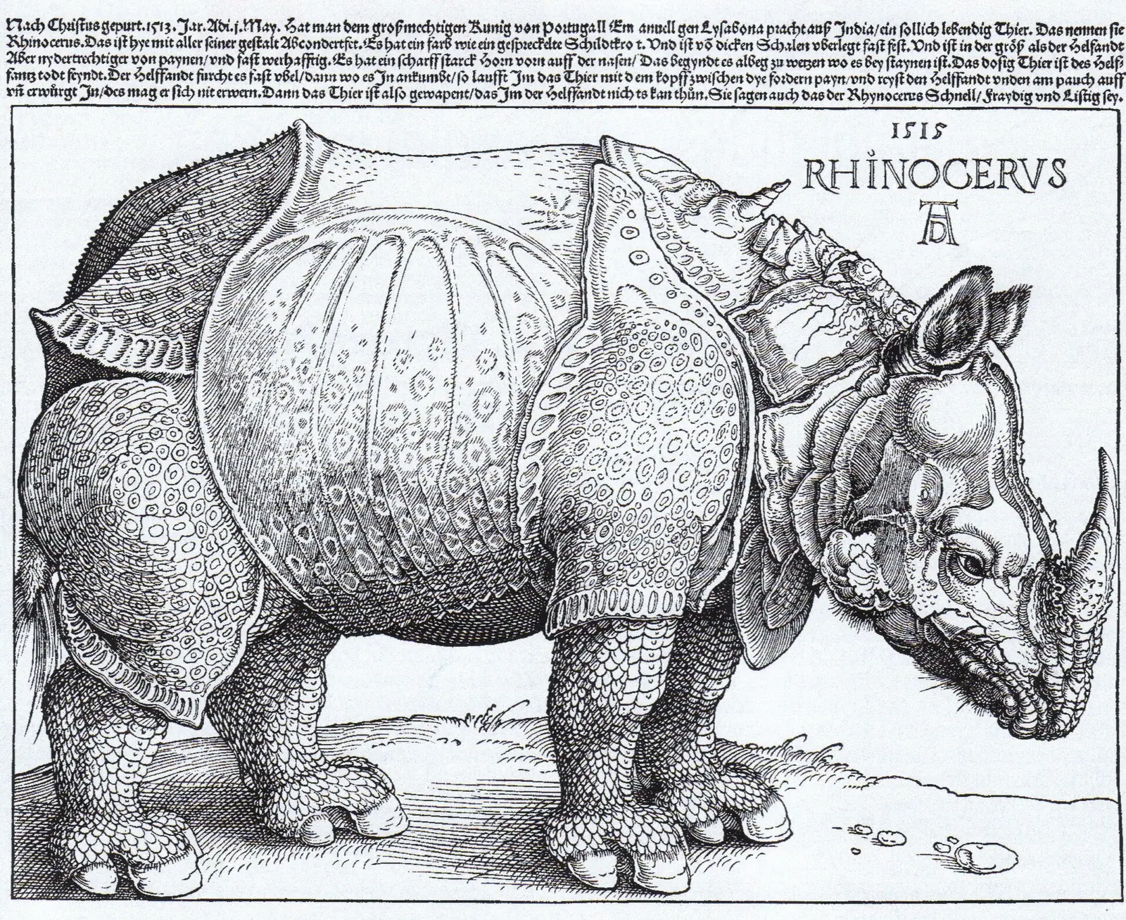 The Rhinoceros by Albrecht Dürer